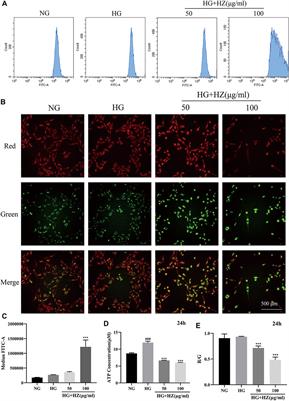 Hu-Zhang-Qing-Mai-Yin Inhibits Proliferation of Human Retinal Capillary Endothelial Cells Exposed to High Glucose